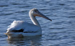 American white pelican (Pelecanus erythrorhynchos)