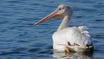 American white pelican (Pelecanus erythrorhynchos)