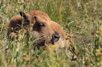  Amerikanischer Bison (Bison bison)