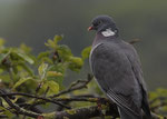   Ringeltaube - Wood Pigeon Columba palumbus