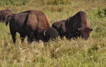  Amerikanischer Bison (Bison bison)