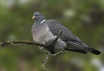   Ringeltaube - Wood Pigeon - Columba palumbus