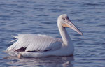 American white pelican (Pelecanus erythrorhynchos)