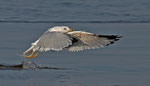  Ringschnabelmöwe - Larus delawarensis