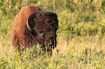  Amerikanischer Bison (Bison bison)