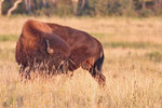  Amerikanischer Bison (Bison bison),