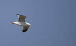 Mittelmeermöwe (Larus michahellis)