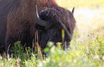  Amerikanischer Bison (Bison bison)