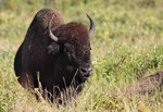  Amerikanischer Bison (Bison bison)