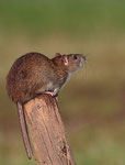  Wanderratte - Rattus norvegicus