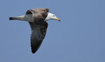 Mittelmeermöwe (Larus michahellis)