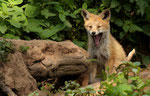  Rotfuchs  - Vulpes vulpes
