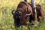 Amerikanischer Bison (Bison bison)