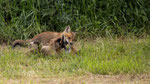  Rotfuchs - Vulpes vulpes