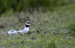 Flußregenpfeifer-Charadrius dubius