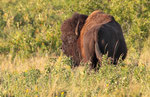  Amerikanischer Bison (Bison bison),