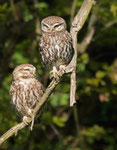 Steinkauz -Athene noctua