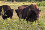  Amerikanischer Bison (Bison bison)