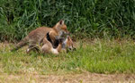  Rotfuchs - Vulpes vulpes