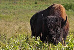  Amerikanischer Bison (Bison bison)