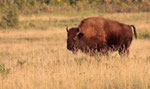  Amerikanischer Bison (Bison bison),