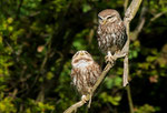 Steinkauz -Athene noctua