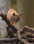 Luchs -Lynx
