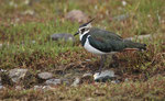 Kiebitz (Vanellus vanellus) 