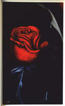 Rosa 30 x 50