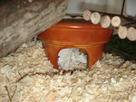 Teelicht als Hamsterhaus mit Deckel/Schale als Sandbad