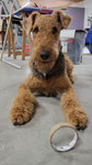 Ginny - Atelierhund