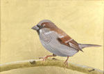 Spatz, Holz, Ölvergoldung, Öl, 26 x 36, Juni 2024