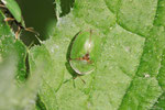 Distelschildkäfer, Cassida rubiginosa