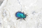 Erzfarbener Erlenblattkäfer, Linaeidea aenea