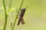 Grashüpfer, Larve, Chorthippus biguttulus-Gruppe