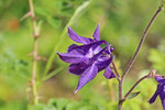 Gewöhnliche Akelei, Aquilegia vulgaris