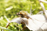 Großer Wollschweber, Bombylius major