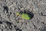 Feld-Sandlaufkäfer, Cicindela campestris