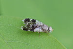 Bohrfliege, Tephritis formosa