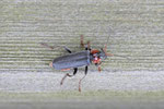 Gemeiner Weichkäfer, Cantharis fusca