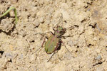 Feld-Sandlaufkäfer, Cicindela campestris
