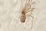 Große Zitterspinne, Pholcus phalangioides