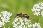 Bergblattwespe, weibl., Macrophya montana