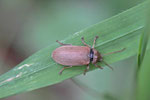 Behaarter Moorweichkäfer, Dascillus cervinus