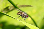 Echte Fliege, männl., Helina sp.