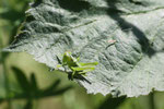 Heupferd, Tettigonia sp.