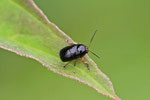 Fallkäfer, Cryptocephalus cf. ocellatus