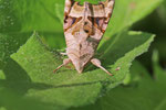 Achateule, Phlogophora meticulosa