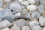 Aaskäfer, Larve, Silphidae sp.