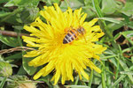 Honigbiene, Apis mellifera